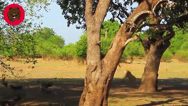 15 Big Cat Mistakes While Fighting in The Trees What Happens Next