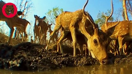 15 Moments Stupid Tiger Attacked The Giant Bear ! Here's What Happened Next   Animal Fights