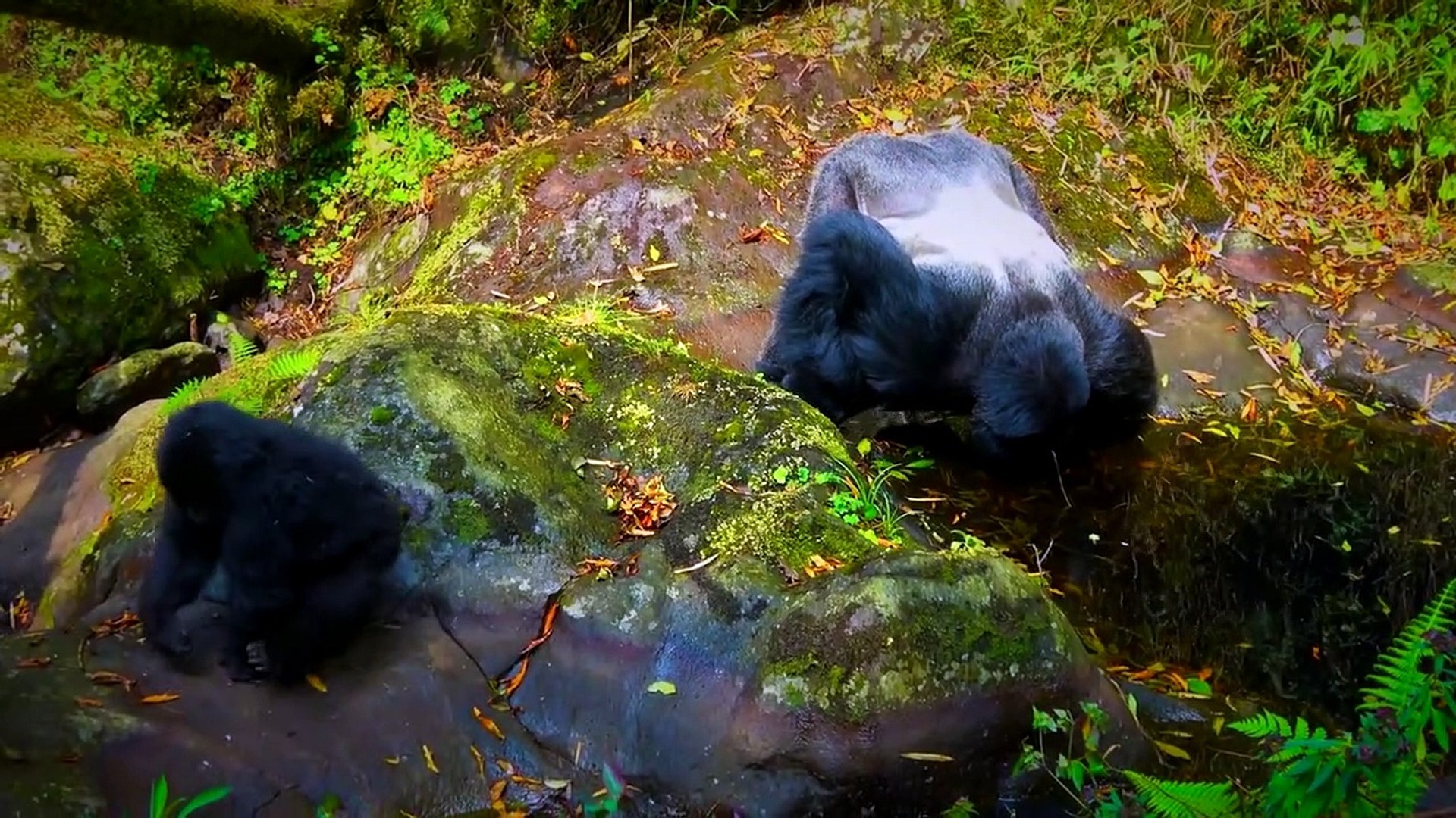 Silverback Gorilla Fights Leopard