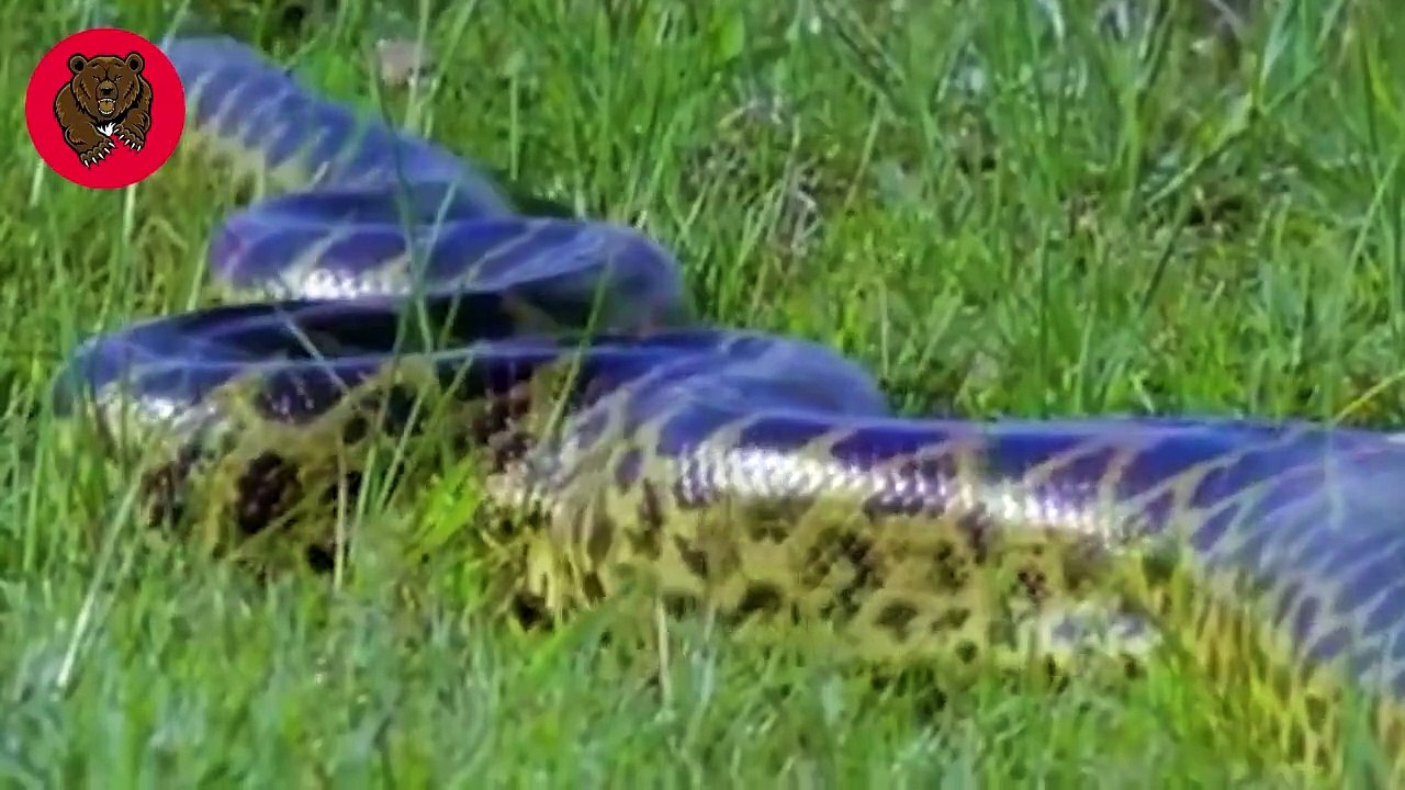 15 Moments When Lions Fight Fiercely To Save Their Fellows From Giant Pythons   Animal Fights