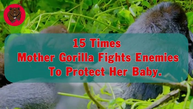 15 Times Mother Gorilla Fights Enemies To Protect Her Baby Animal Fights
