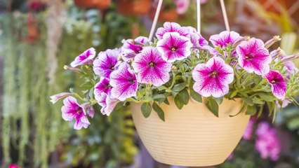 The Best Plants For Hanging Baskets
