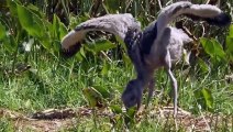 15 Brutal Moments Of Birds Fighting Their Prey - Animal Fight