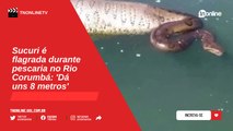 Sucuri é flagrada durante pescaria no Rio Corumbá: 'Dá uns 8 metros'