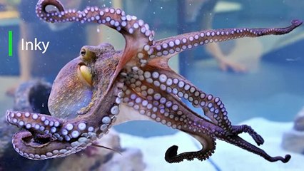 10 Most Intelligent Animals in the World