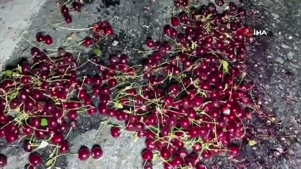 Refüje devrilen kamyonetin parçalanan kasasındaki 3 ton vişne ziyan oldu