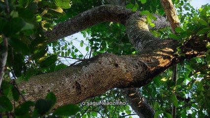 Pequenas Maravilhas | show | 2020 | Official Trailer