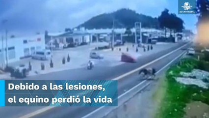Atropellan a caballo cuando corría para cruzar la carretera México-Cuautla