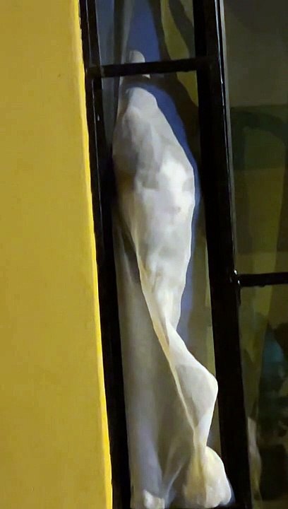 Cat Presses Face to Window Curtain