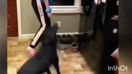 funny cat and dog videos try not to laugh 2020