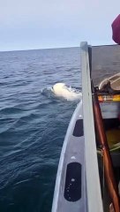 Boat Gets Close to a Swimming Polar Bear