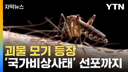 [자막뉴스] 좀비 모기 등장...세계보건기구의 경고 / YTN