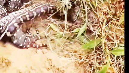 Animals Encounter Rear Clips।। #Wildlife #TrendingAnimals