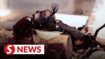 Tokyo cafe revives Japan's insect eating past