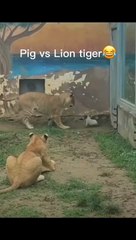 Tiger catch baby Pig #shorts