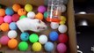 Hamster Escapes the  Creative Maze for Pets in real life  in Hamster Stories
