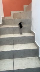 Kitten Hops Down the Stairs