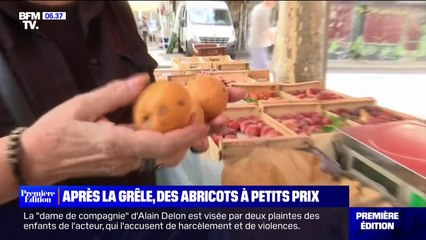 Abîmés par la grêle, les abricots coûtent moins cher