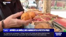 Abîmés par la grêle, les abricots coûtent moins cher