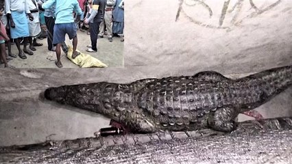 Viral Video: चारपाई के नीचे पूरी रात आराम फरमाती रही मौत, आँख खुली तो मगरमच्छ देख उड़ गए होश