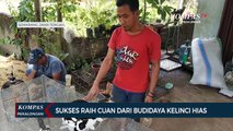 Agus Santoso, Pemuda Sukses Raih Cuan Jutaan dari Budidaya Kelinci Hias di Semarang
