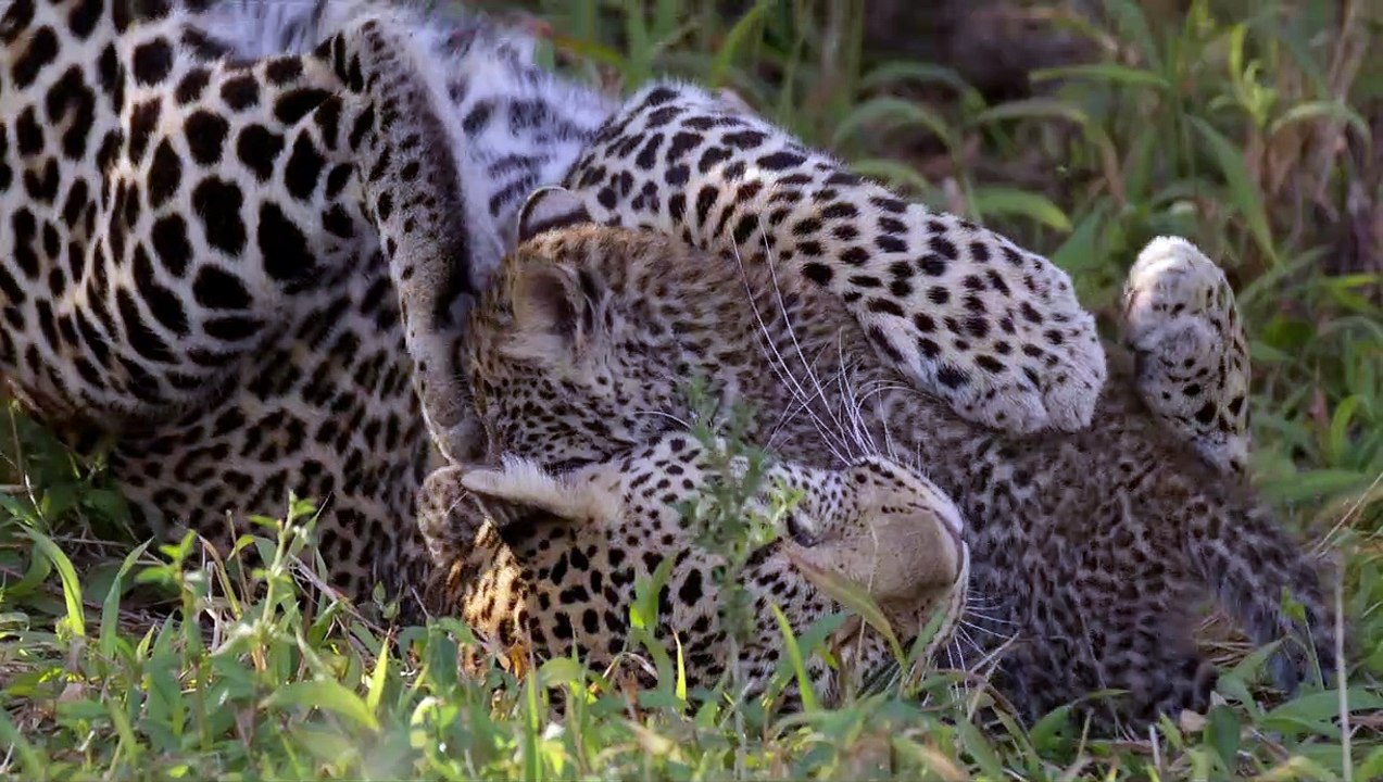 Pambara - Brauchen wir einen Boss Trailer DF