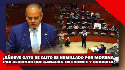 ¡VEAN! ¡Añorve gato de ‘Alito’ es humillado por morena por alucinar que ganarán EdoMéx y Coahuila!