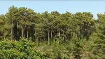Abkelen Ormanı’nda Limak'a karşı direniş sürüyor; ağaç kesimi devam ediyor