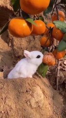 "Zany Zoo Tales: A Comedy Compilation of Diverse Funny Animals!"