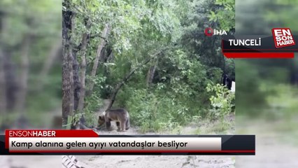 Tunceli'de kamp alanına gelen ayıyı vatandaşlar besliyor