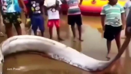 ''Kıyamet balığı'' yeniden görüldü! İnsanlar kumsala koştu