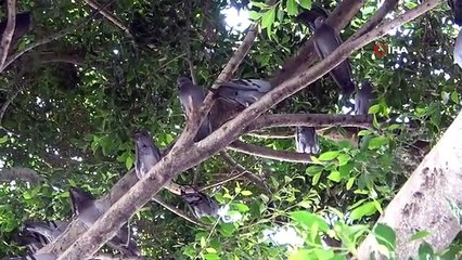 Sıcak Havadan Bunalan Kuşlar Ağaçların Dallarına Sığındı