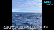 Orcas spotted off the coast of Batemans Bay | July 27, 2023 | Batemans Bay Post