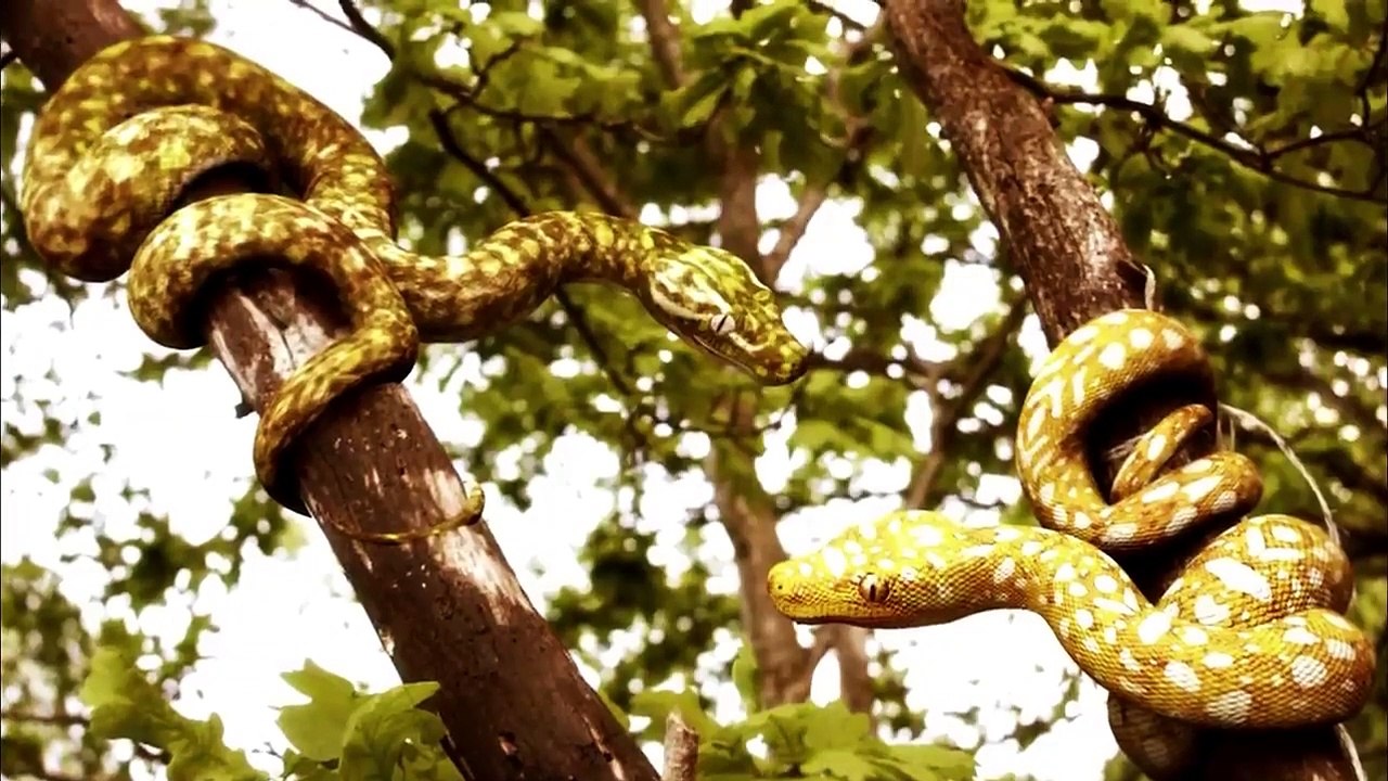 Dangerous Place In The World Snake Island