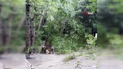 Kamp alanına gelen ayıyı vatandaşlar besliyor