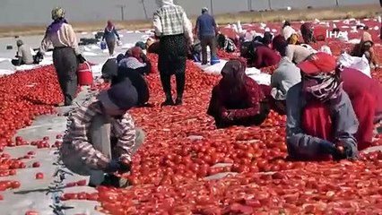Diyarbakır’dan Avrupa’ya kuru domates ihracatı