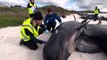 Around 40 whales euthanised after they returned to beach