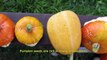Benefits of Eating Pumpkin Seeds Daily | Incredible benefits of Pumkin Seeds | Health Tech