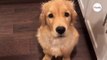 Watch: Golden transforms when it's dinner time and its absolutely hilarious