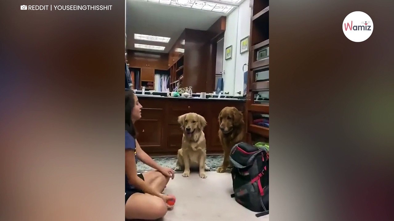 Watch: Woman performs disappearing ball trick and dogs’ reaction is hilarious