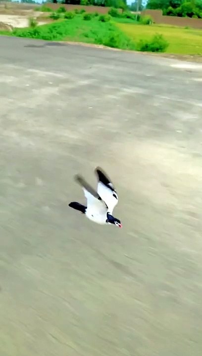Pigeon race