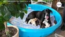 After giving birth to 10 puppies at a shelter, this dog makes a worrying request-index
