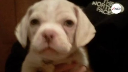 Watch: Family adopt sweet puppy; but he grows up to be the “world’s ugliest dog”
