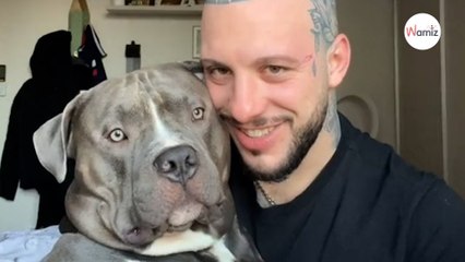 Owner teases American Bully: Dog's reaction becomes an internet hit (video)