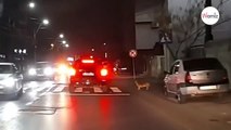 Driver spots dog by side of road and his behaviour fascinates them (video)