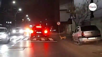 Driver spots dog by side of road and his behaviour fascinates them (video)