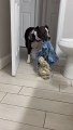 Pitbull Steals Owner's Clothes While She Takes Shower