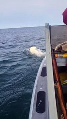 Boat Gets Close to a Swimming Polar Bear