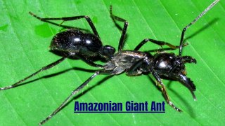 GIANT Ants Take Over the Amazon