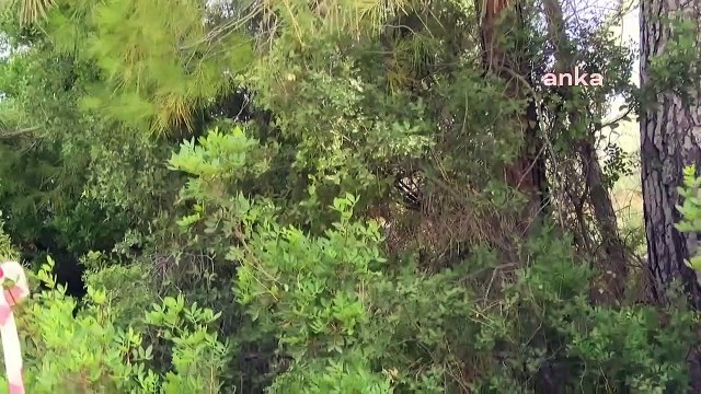 L'abattage d'arbres dans la forêt d'Akbelen se poursuit pour son quatrième jour